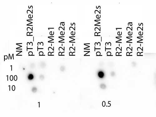 Dot Blot of Rabbit Histone H3 pT3/R2Me2s